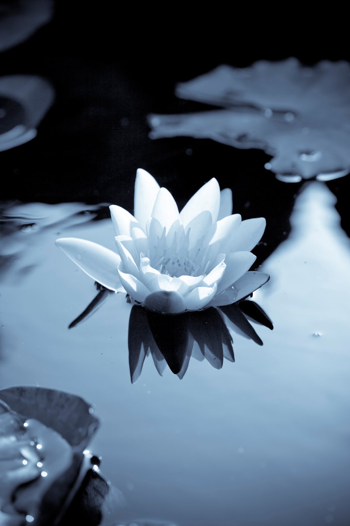 aluminium-print-black-and-white-photograph-waterlily