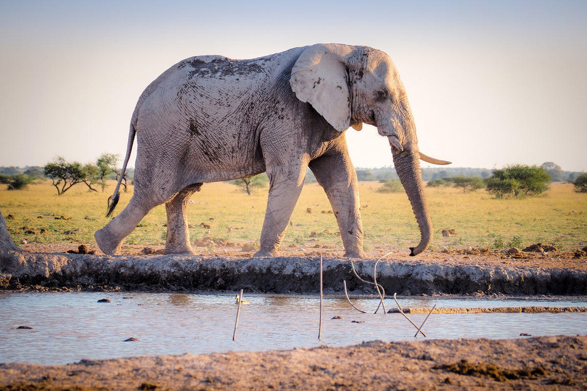 3-piece-canvas-print-elephant-in-the-nature