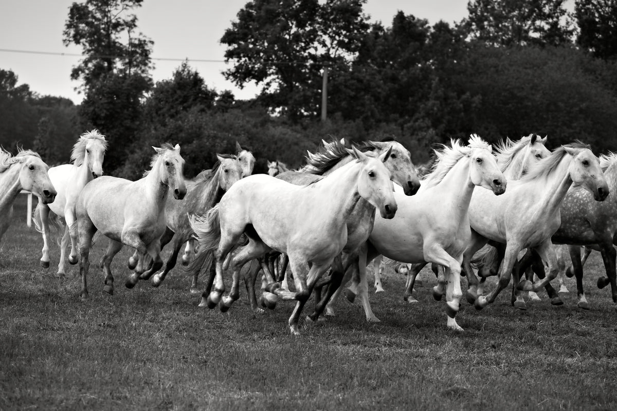 framedposter-print-the-mustang-herd