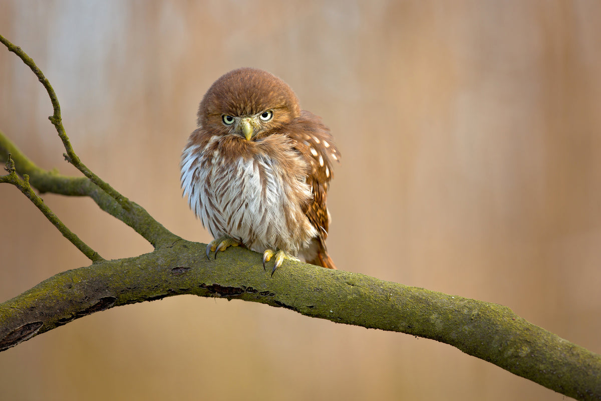 canvas-print-ferruginous-pygmy-owl-x