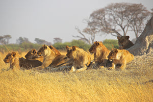 3-piece-aluminium-print-lion-family