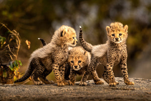 poster-print-three-little-cheetahs-x