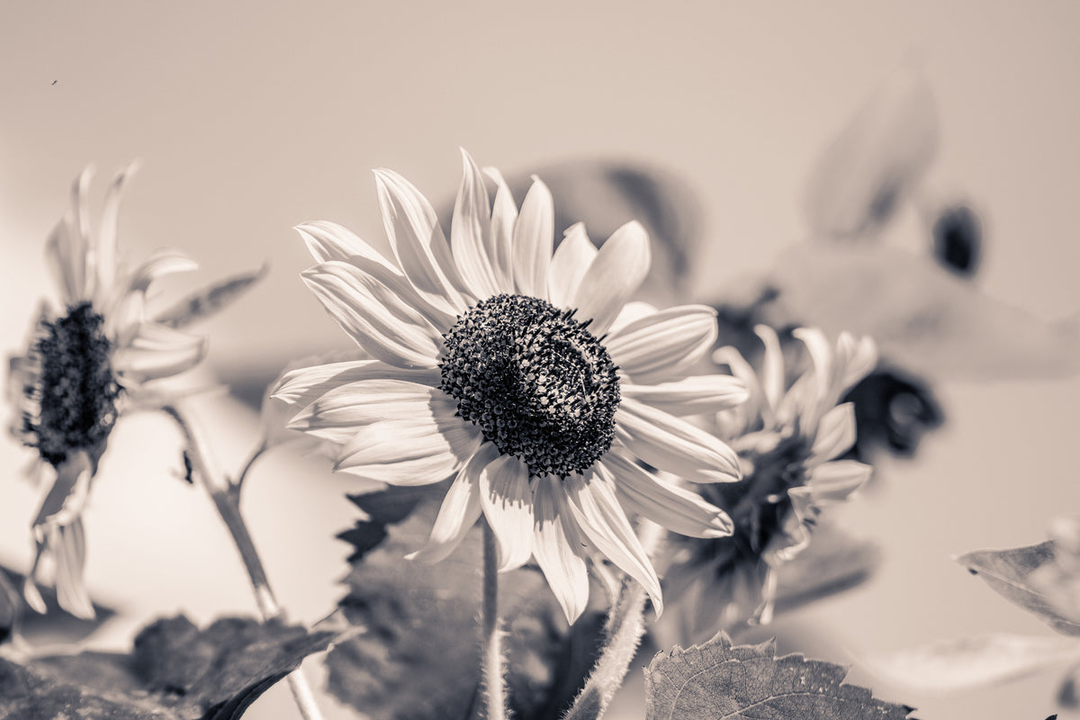 acrylic-print-sunflowers-sw