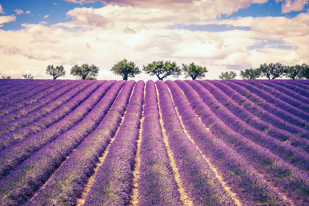 modern-3-piece-aluminium-print-the-lavender-field-ii