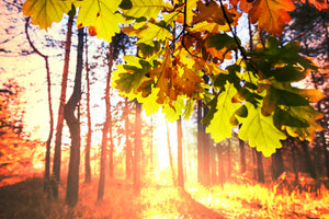 framedcanvas-print-autumn
