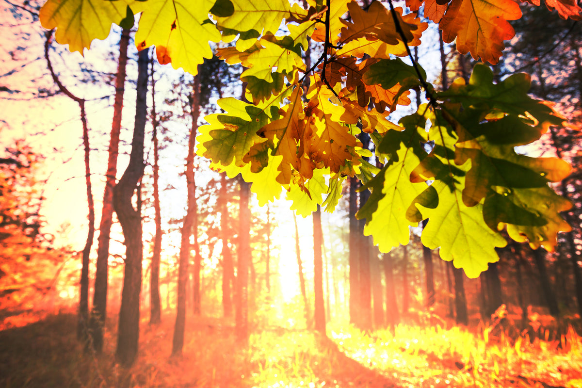 framedcanvas-print-autumn