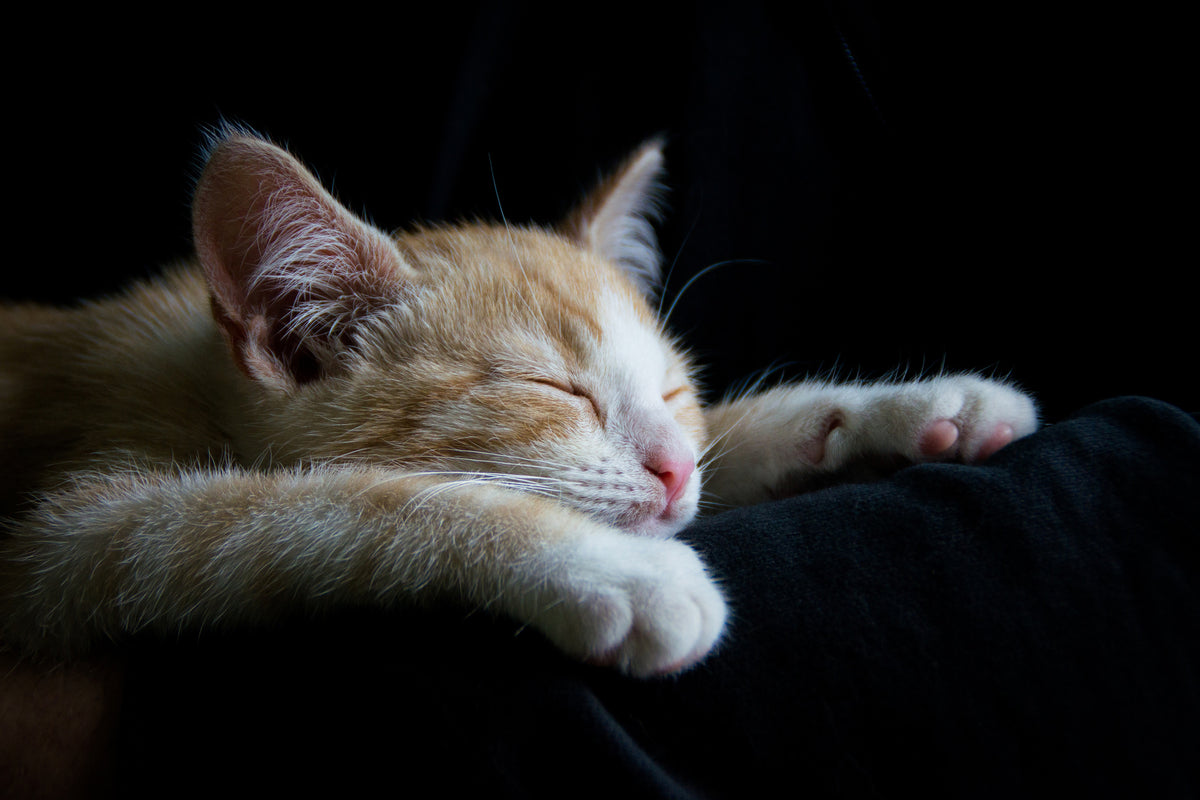 canvas-print-lazy-cat