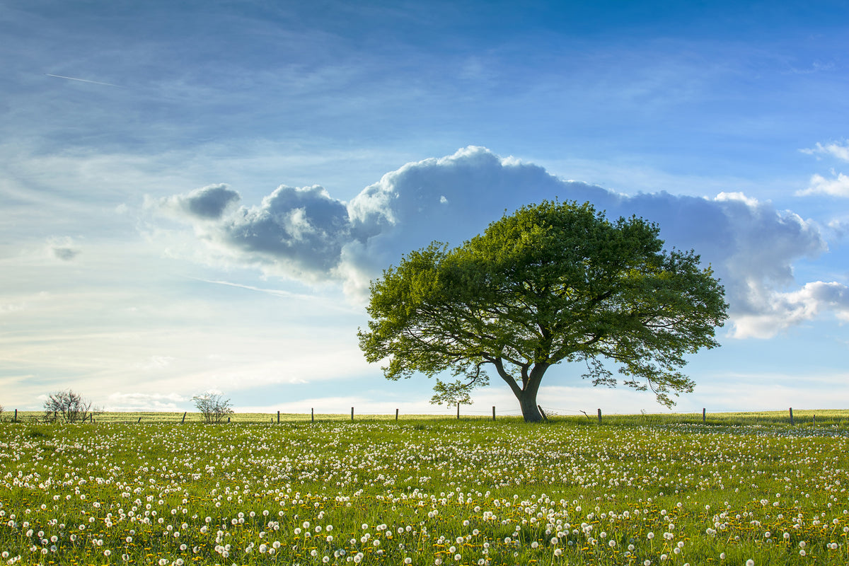 canvas-print-spring-tree