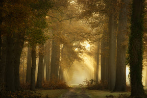 poster-print-forever-forest-x