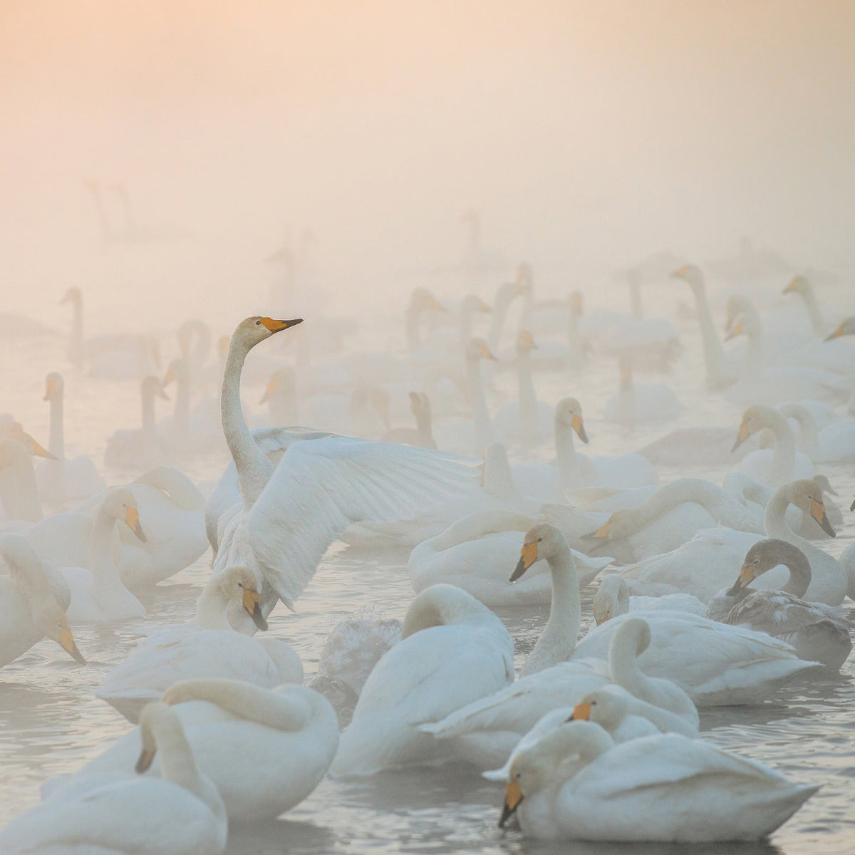 acrylic-print-song-of-the-morning-light