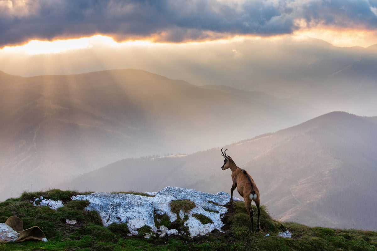 canvas-print-chamois-in-piatra-craiului-romania