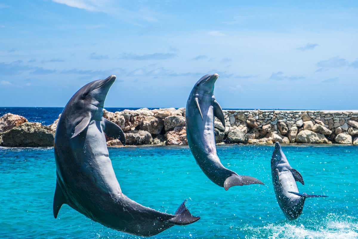 canvas-print-3-dolphins