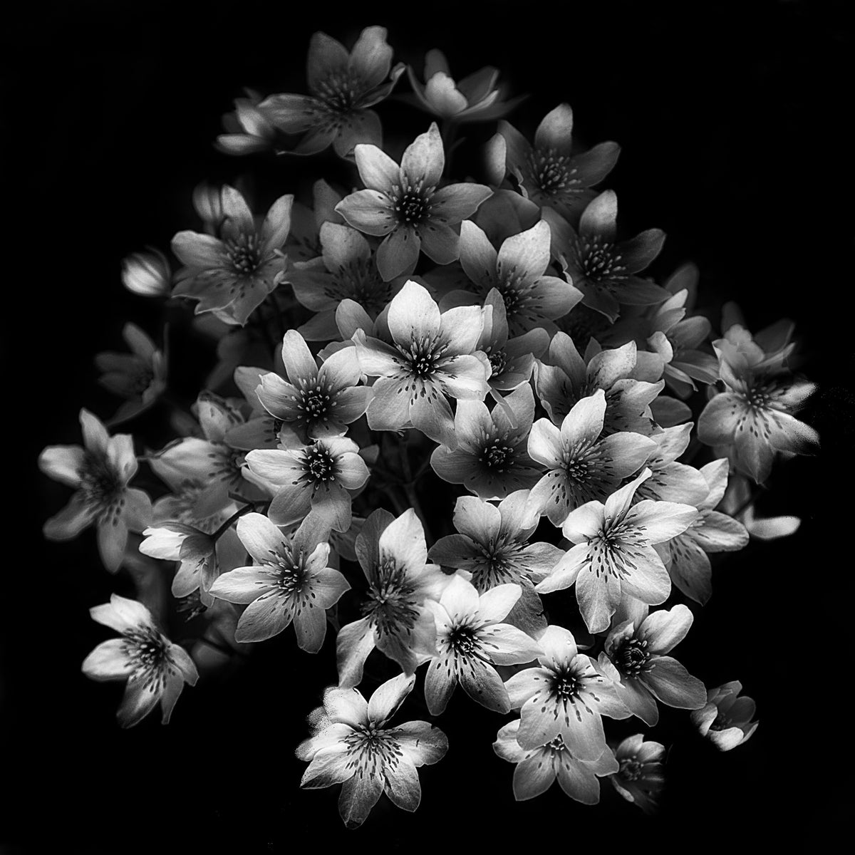 9-piece-acrylic-print-early-sensation