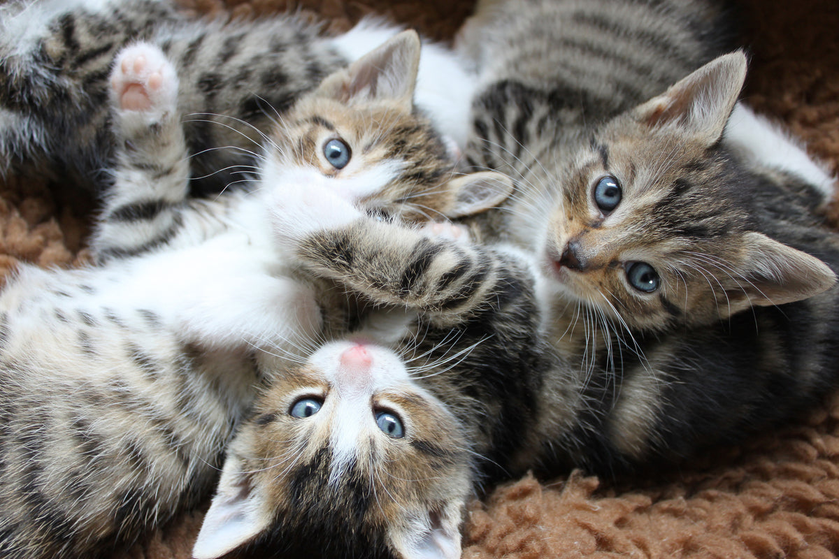canvas-print-many-kittens