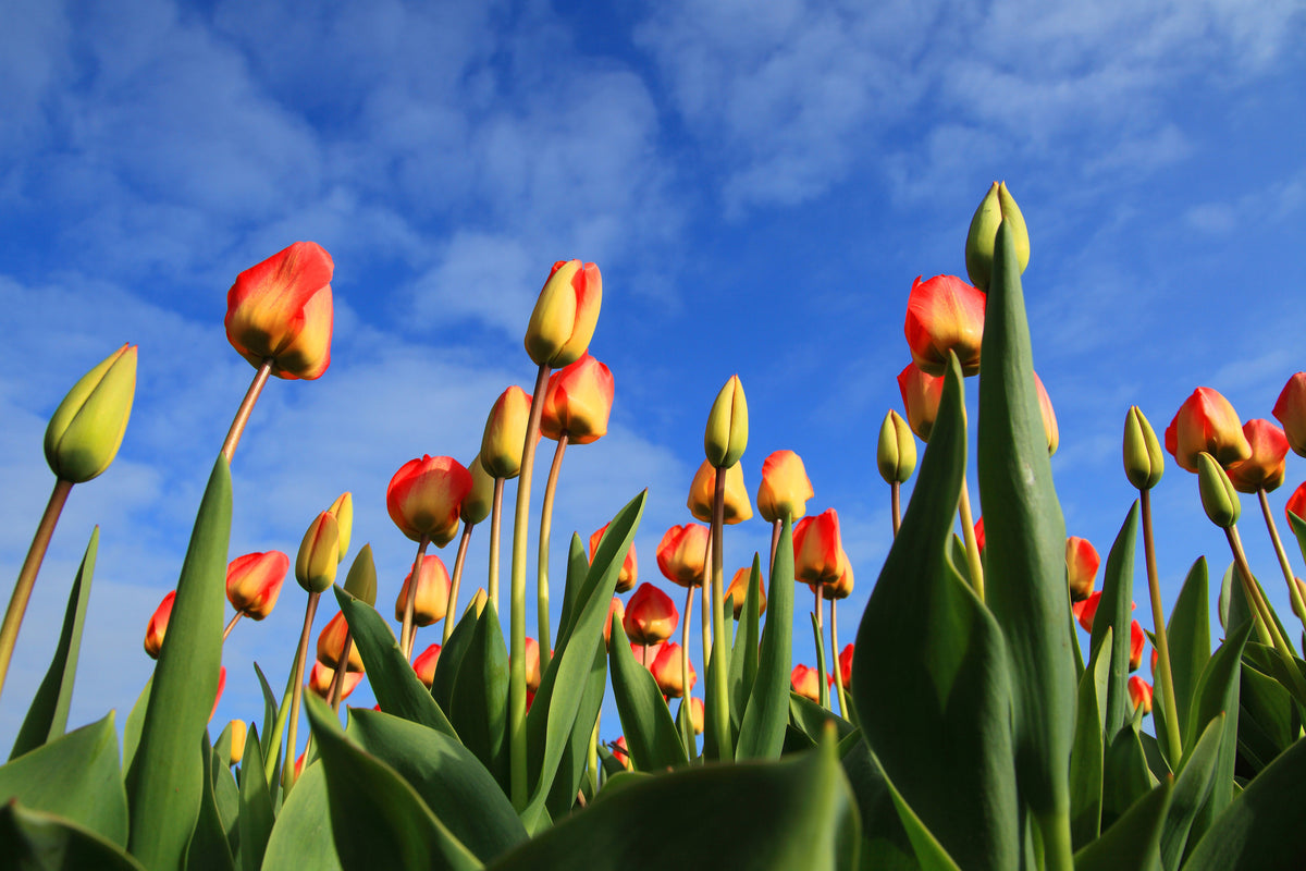framedcanvas-print-tulips-tower-to-the-sky