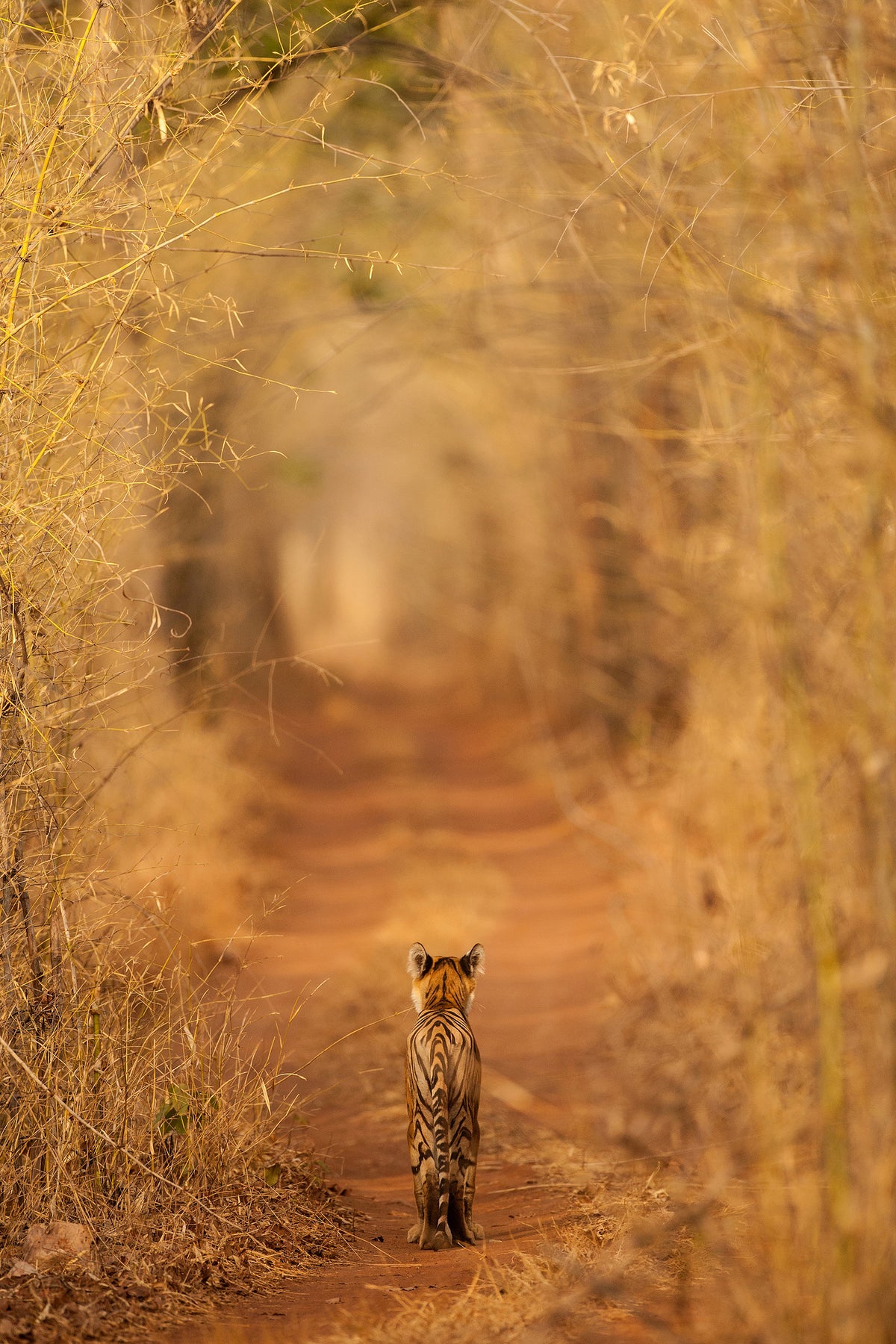 aluminium-print-the-tiger-in-the-tunnel-x
