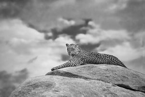 poster-print-leopard-on-a-kopje-x