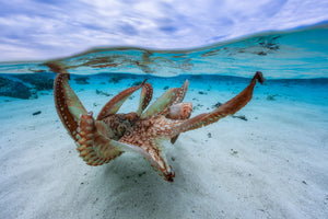3-piece-aluminium-print-octopus-ii