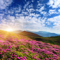 aluminium-print-flowery-mountain-landscape