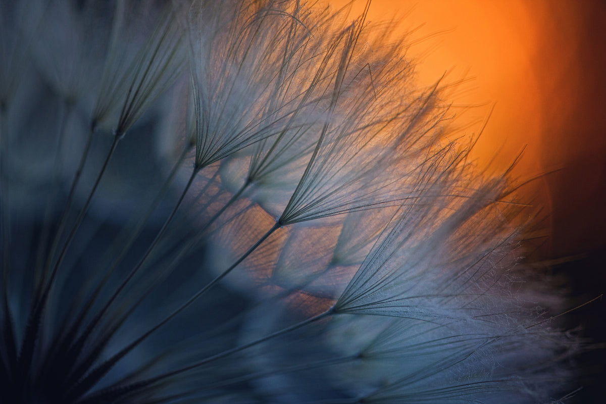 poster-print-feathers-p
