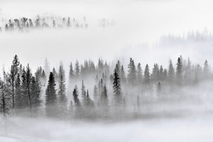 modern-3-piece-canvas-print-foggy-forest