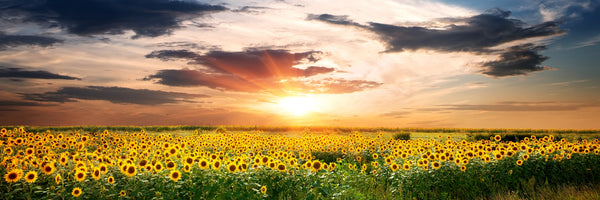 panoramic-3-piece-aluminium-print-a-field-of-sunflowers-panorama