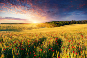 modern-3-piece-acrylic-print-a-flower-field-at-sunrise