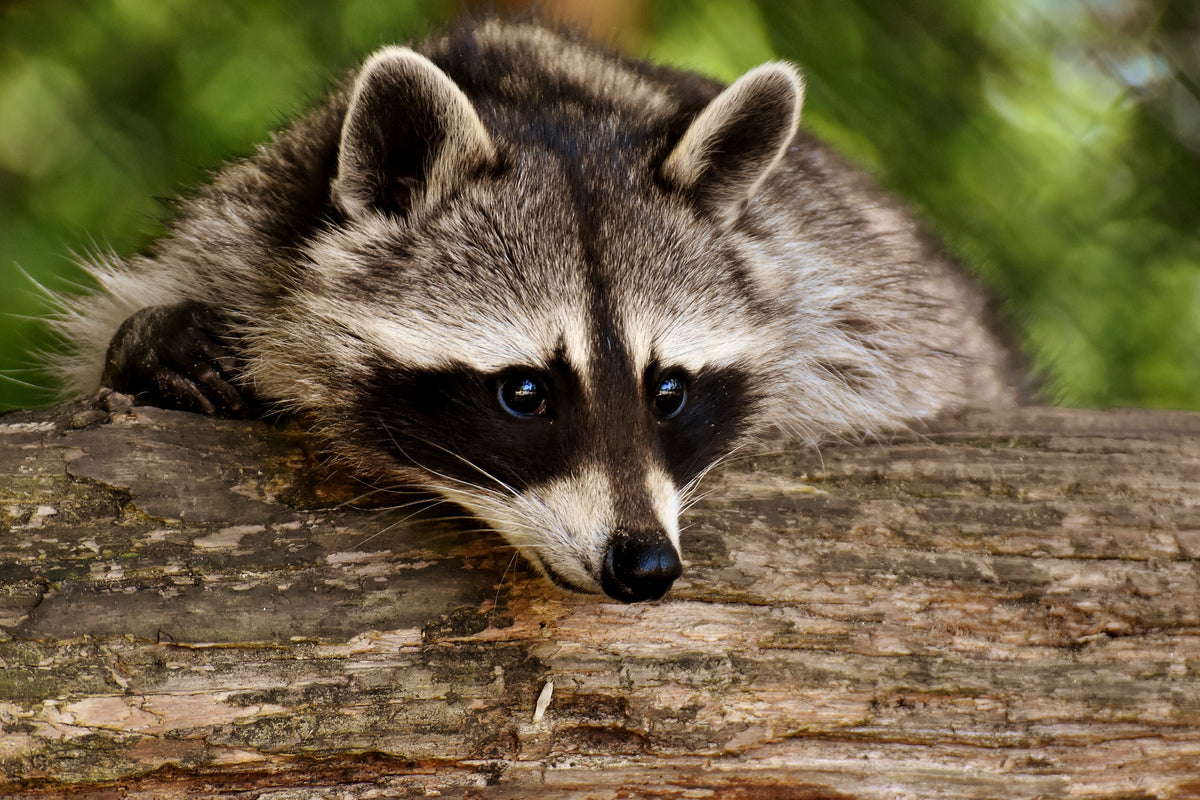 framedposter-print-the-cute-raccoon