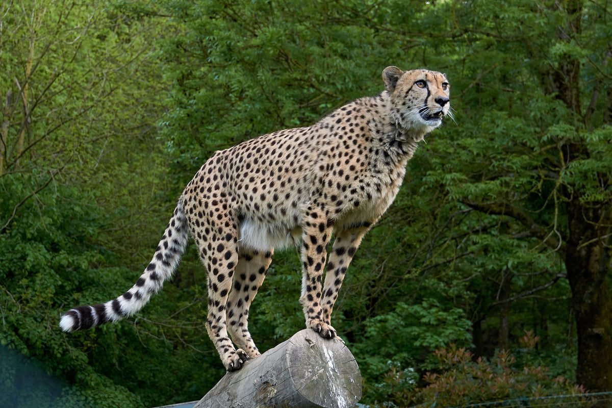 3-piece-aluminium-print-cheetah-on-the-go