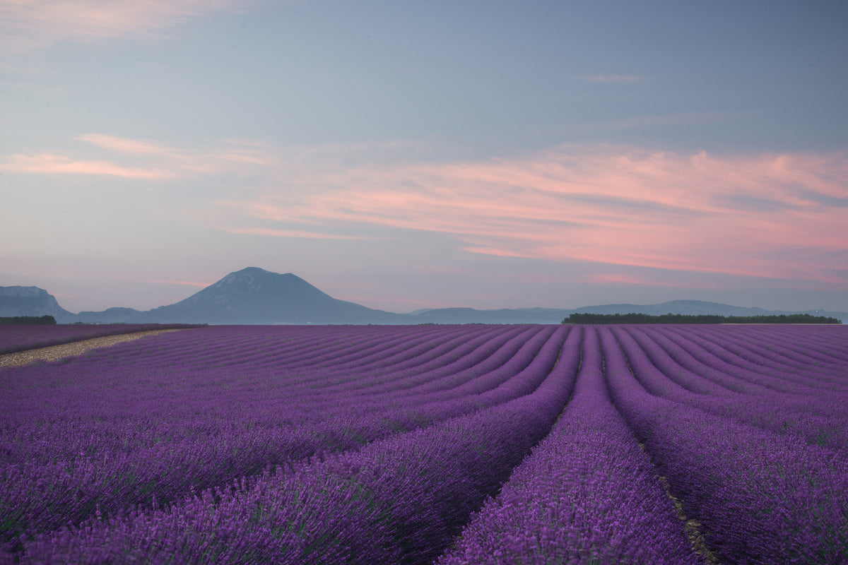 3-piece-acrylic-print-lavender-field