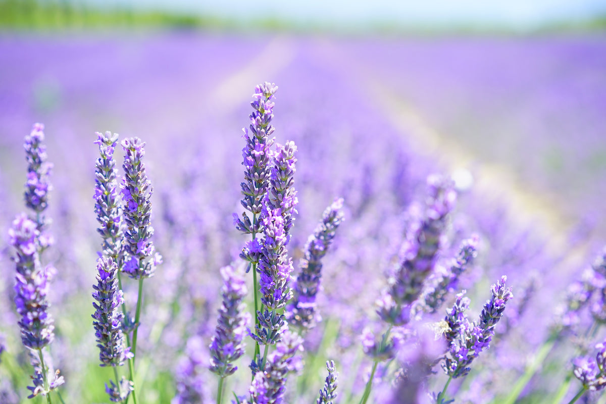 modern-3-piece-aluminium-print-the-lavender-blossom