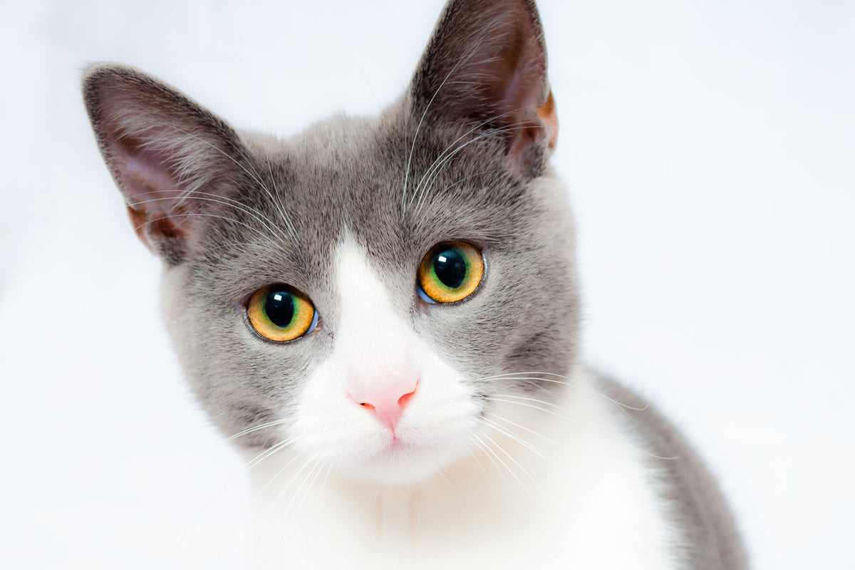 aluminium-print-noble-cat