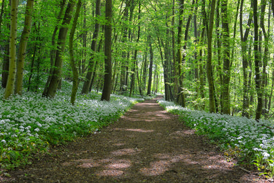 poster-print-we-love-the-summer-in-the-woods
