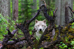 canvas-print-wolf-x