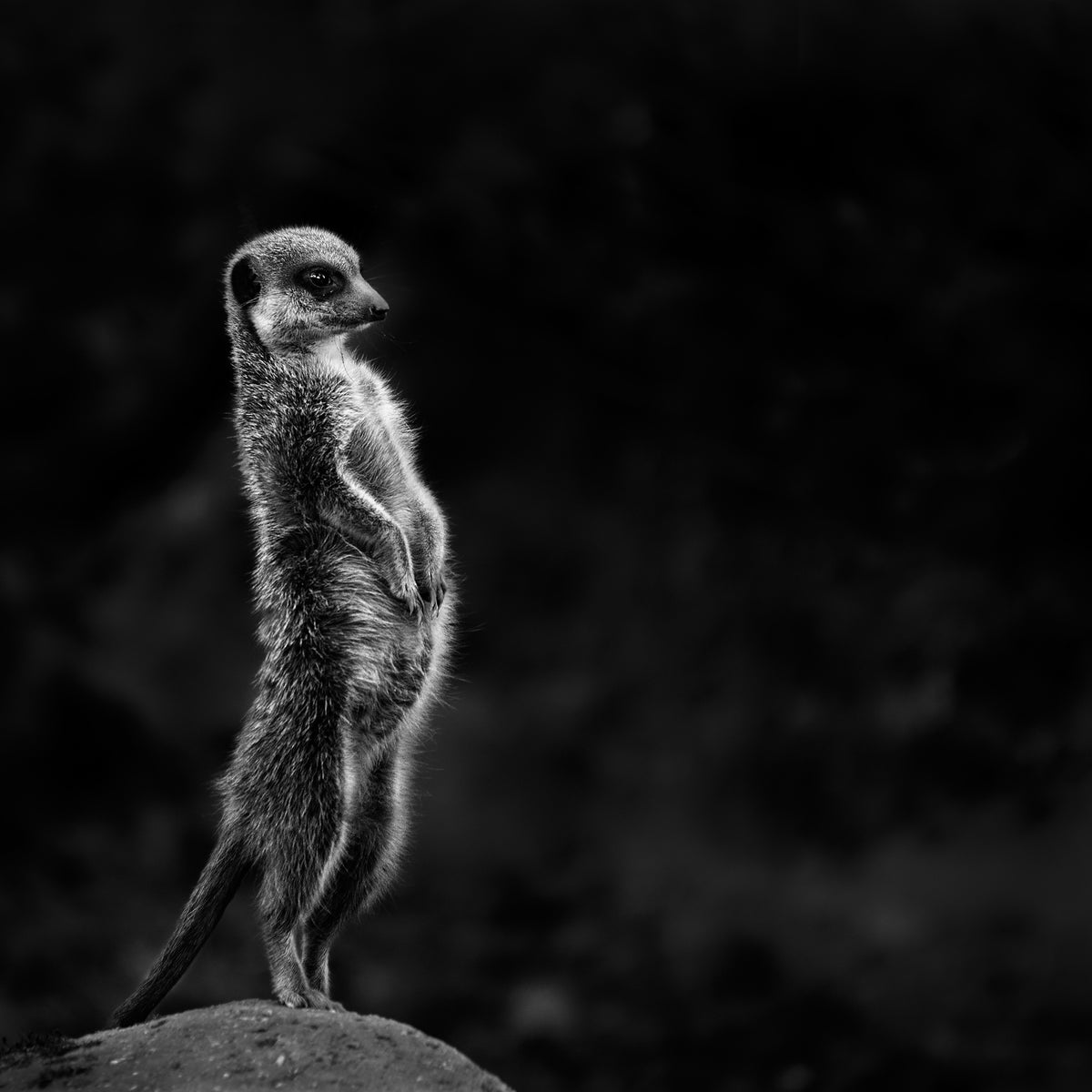 9-piece-aluminium-print-the-meerkat