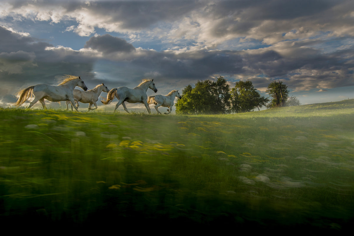 acrylic-print-in-the-morning-pink-x