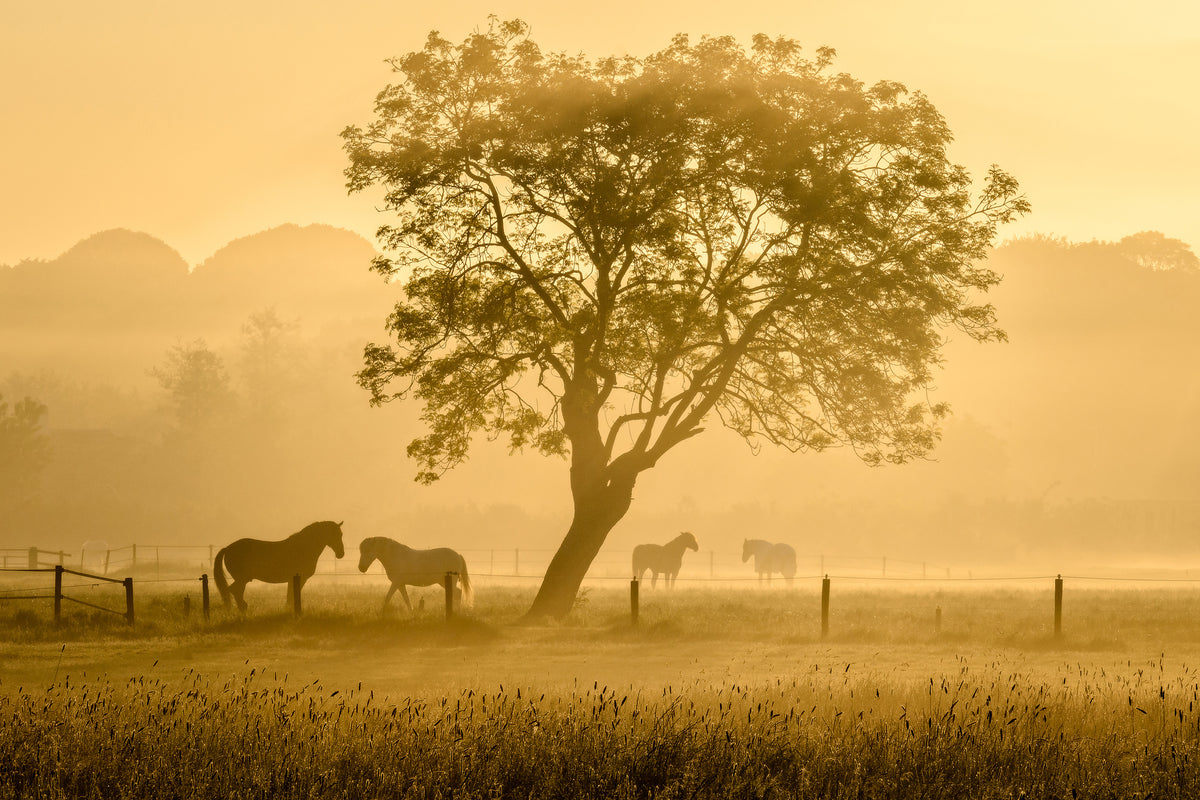 canvas-print-golden-horses-x