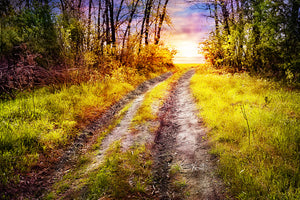 poster-print-the-forest-path