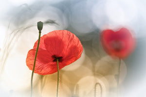 framedposter-print-morning-poppies-x