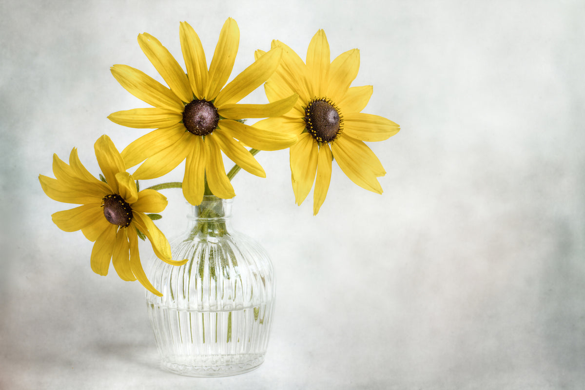 framedcanvas-print-rudbeckia-x