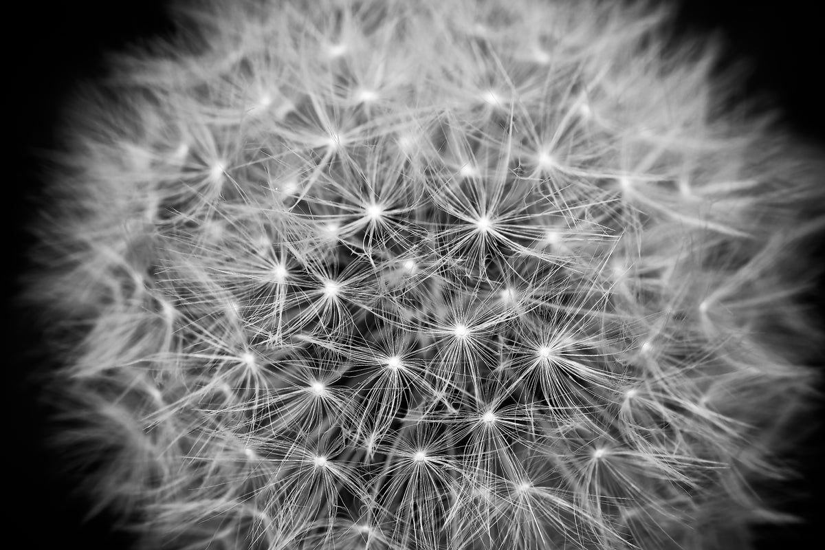 canvas-print-dandelion-in-xxl