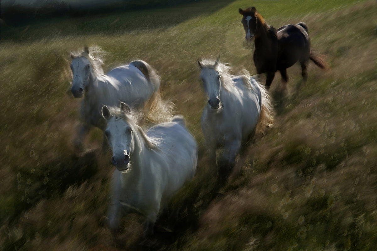framedposter-print-gallop-in-x