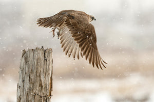 3-piece-acrylic-print-flight-against-the-snowstorm