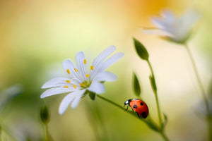 canvas-print-summer-beauties-x