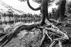 modern-3-piece-aluminium-print-old-tree