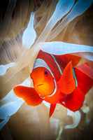acrylic-print-clownfish-defends-his-white-anemone-x