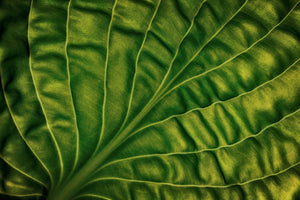 framedposter-print-leaf-of-a-hosta