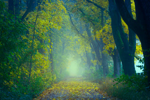 framedposter-print-green-forest