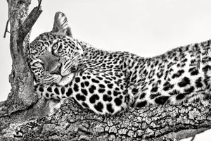 acrylic-print-time-to-rest-x