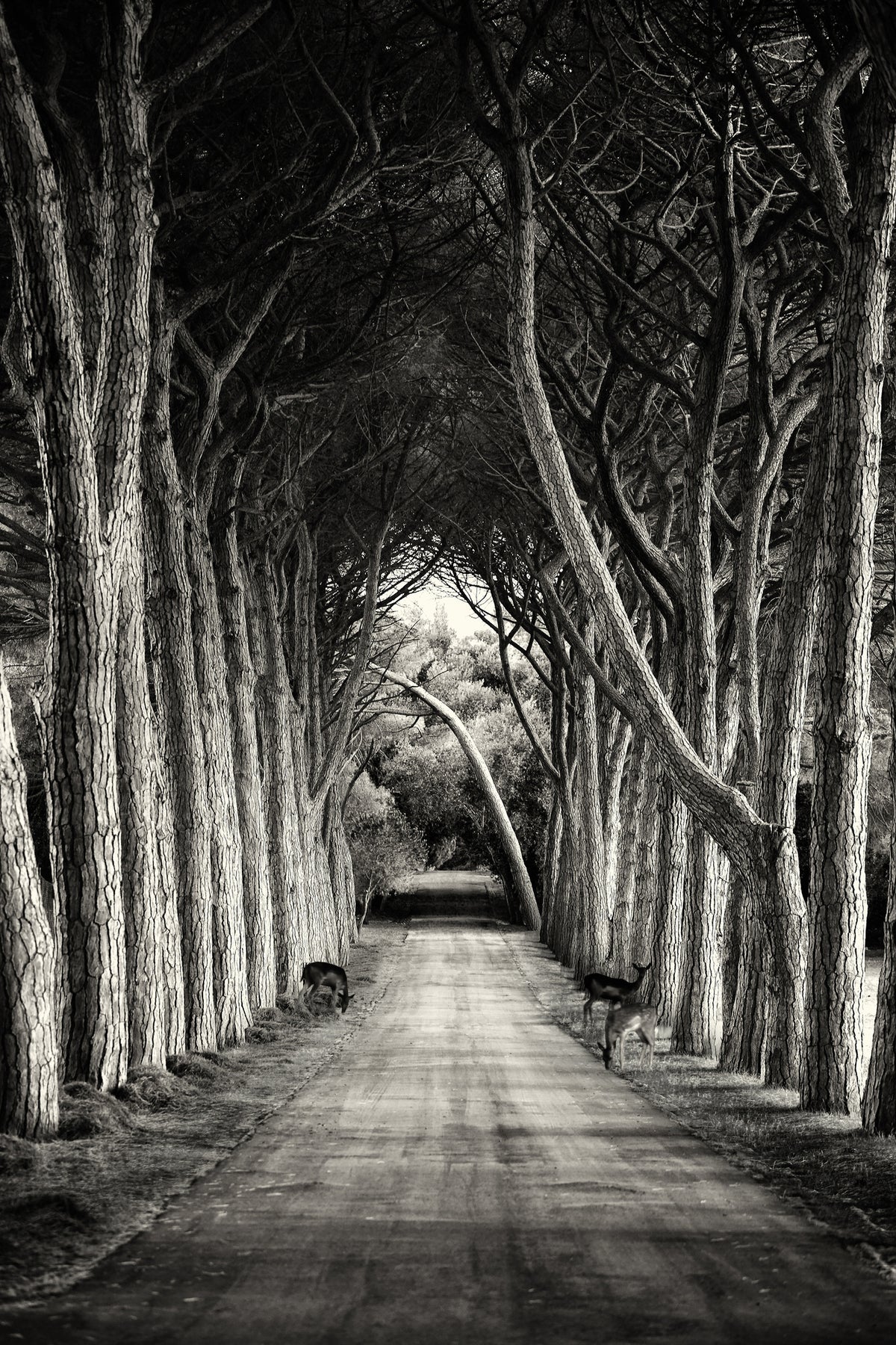 framedposter-print-alley